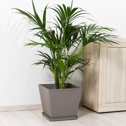 Lilium – vaso quadrato con sottovaso in polipropilene